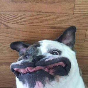 Meet your Posher, Jasper